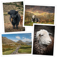 Load image into Gallery viewer, Forty Farms greetings cards by Amy Bateman