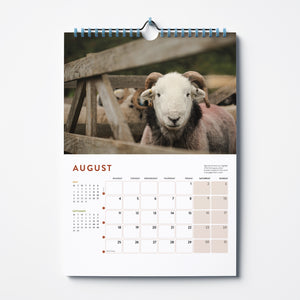 'Herdwicks of the Lake District' 2025 calendar by Amy Bateman