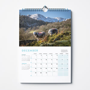 'Herdwicks of the Lake District' 2025 calendar by Amy Bateman