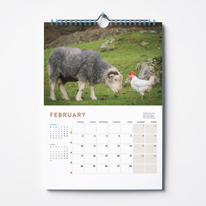 'Herdwicks of the Lake District' 2025 calendar by Amy Bateman