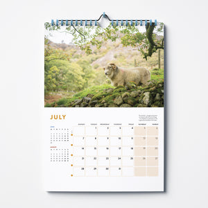 'Herdwicks of the Lake District' 2025 calendar by Amy Bateman