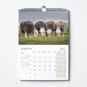'Herdwicks of the Lake District' 2025 calendar by Amy Bateman