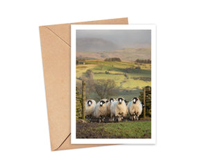 Forty Farms greetings cards by Amy Bateman